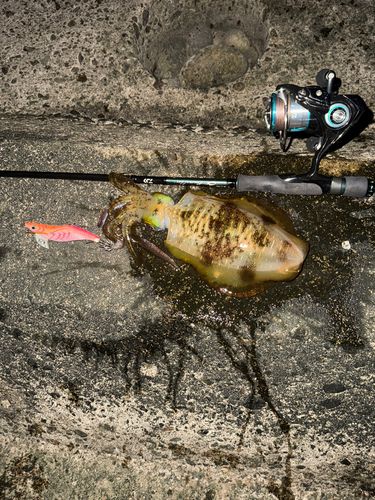 アオリイカの釣果