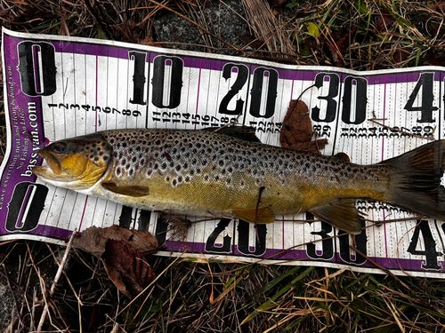 ブラウントラウトの釣果