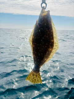 ヒラメの釣果