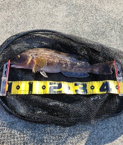 アイナメの釣果