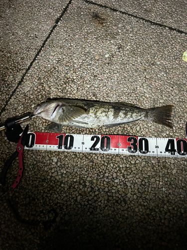 アイナメの釣果