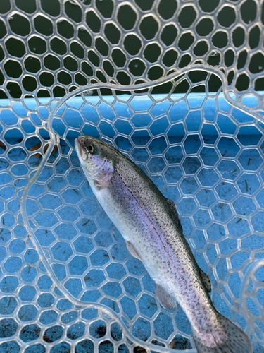 ニジマスの釣果