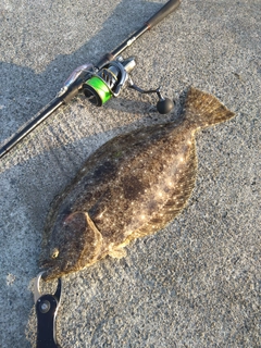 ヒラメの釣果