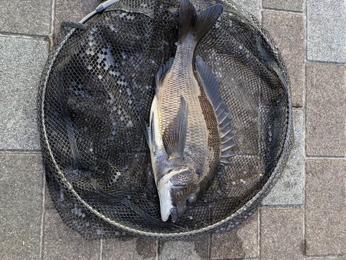 クロダイの釣果