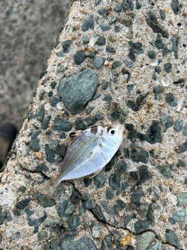 ヒイラギの釣果