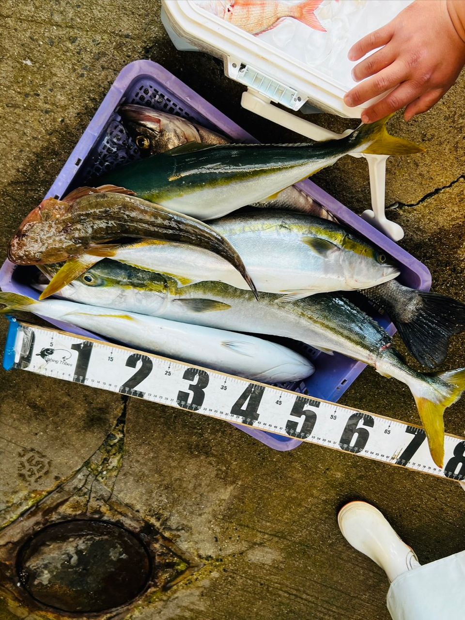 たぴのさんの釣果 1枚目の画像