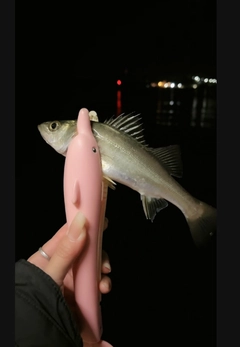 セイゴ（マルスズキ）の釣果