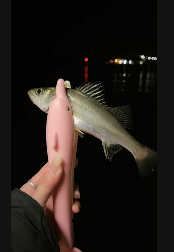 セイゴ（マルスズキ）の釣果