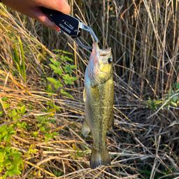 ラージマウスバス