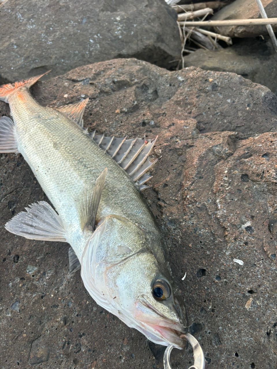 【詳細要確認】【最終価格】アピアAPIA 風神z　フージンz ジェネラス 94M APIA アピア 風神Z GENEROUS フージンZ ジェネラス 94M 9フィート4