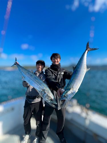 サワラの釣果