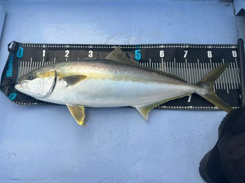 ヒラマサの釣果