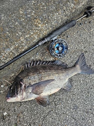 クロダイの釣果