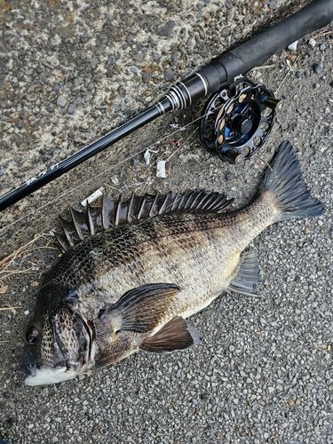 東京湾（アクアライン以北）