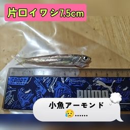 カタクチイワシ