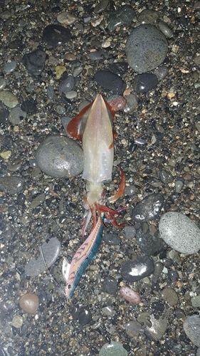 ジンドウイカの釣果