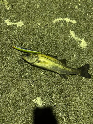 フッコ（マルスズキ）の釣果