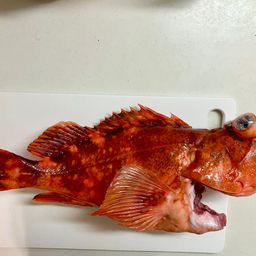 ウッカリカサゴ