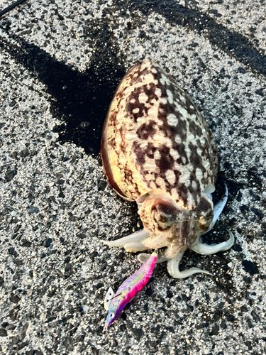 コウイカの釣果