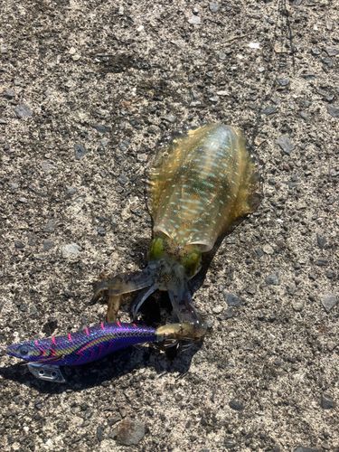 ミズイカの釣果