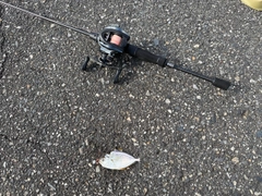 ヒイラギの釣果