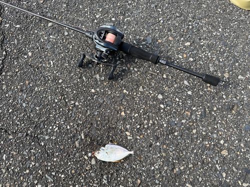 ヒイラギの釣果