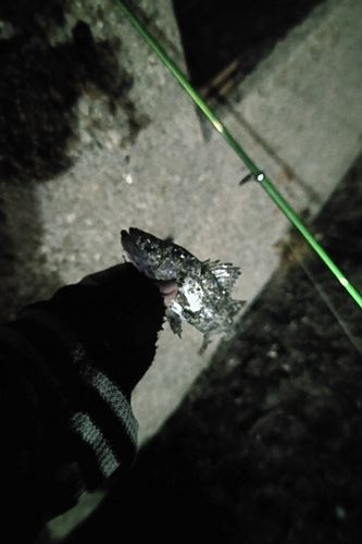 セイゴ（マルスズキ）の釣果