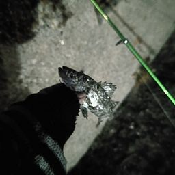 セイゴ（マルスズキ）