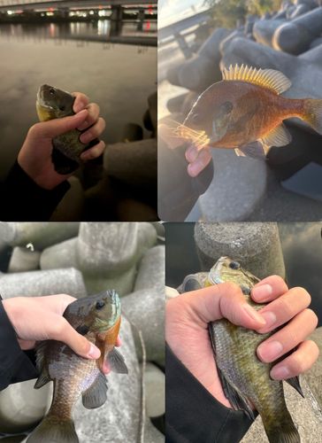 ブルーギルの釣果