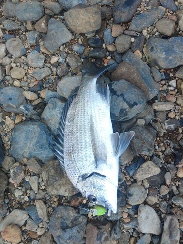 ミナミクロダイの釣果