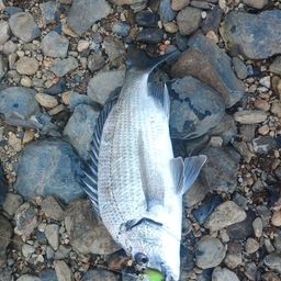 ミナミクロダイ