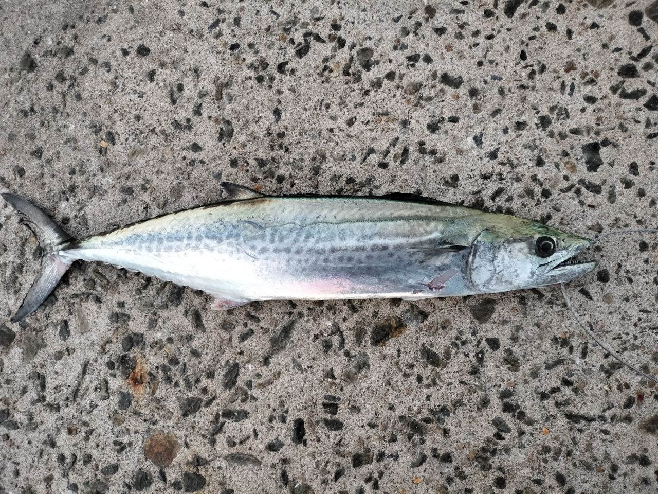 SHIMANO 22ネッサ BB S112M+の最安値・インプレ・釣果 | 本音の口コミ