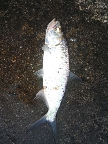 ターポンの釣果