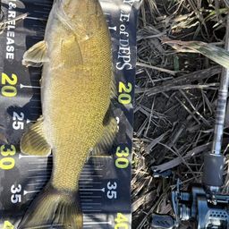 スモールマウスバス