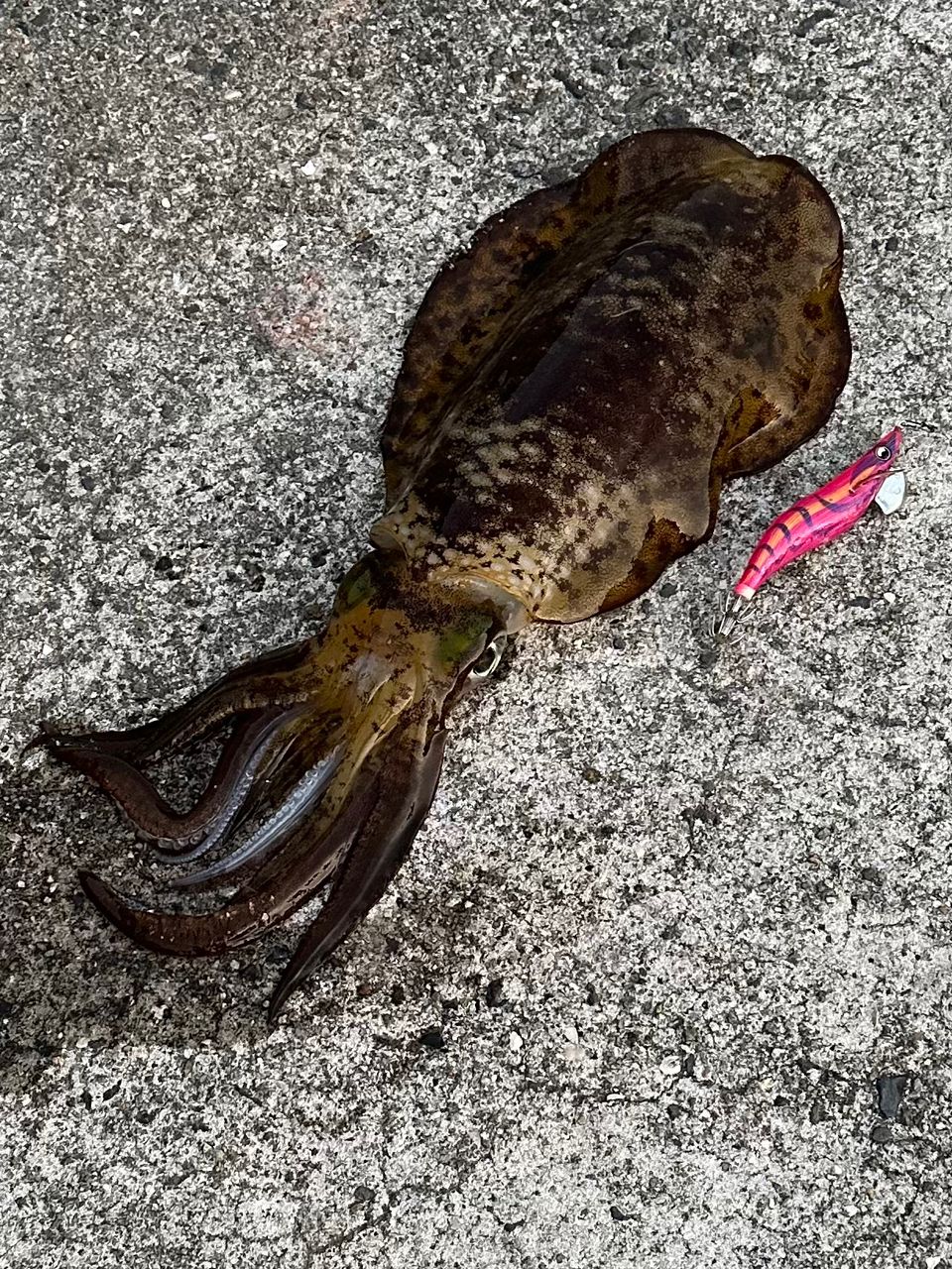 DAIWA 21エメラルダス ストイスト RT 84Mの最安値・インプレ・釣果