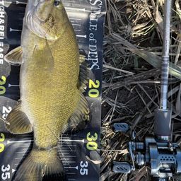 スモールマウスバス