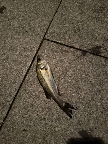 セイゴ（マルスズキ）の釣果