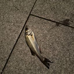 セイゴ（マルスズキ）