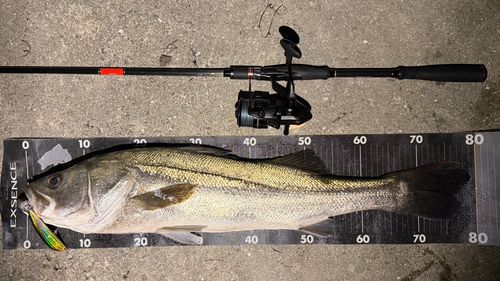 シーバスの釣果