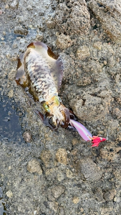 アオリイカの釣果