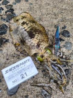 アオリイカの釣果