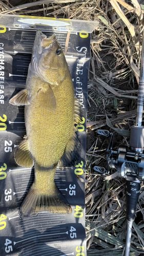 スモールマウスバスの釣果