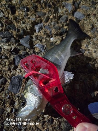 セイゴ（マルスズキ）の釣果