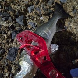 セイゴ（マルスズキ）