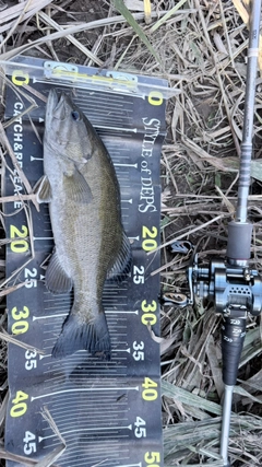 スモールマウスバスの釣果