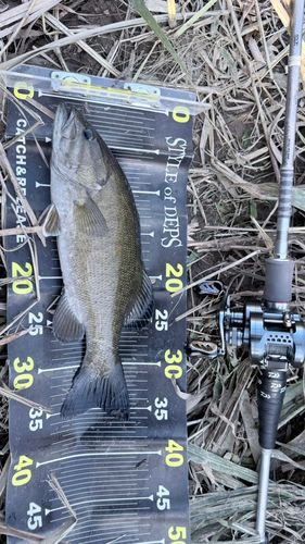 スモールマウスバスの釣果