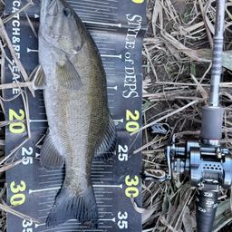 スモールマウスバス