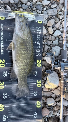 スモールマウスバスの釣果