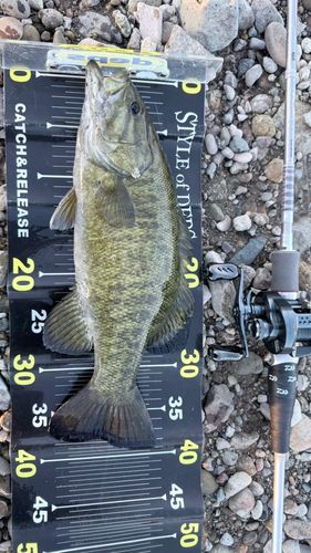 スモールマウスバスの釣果