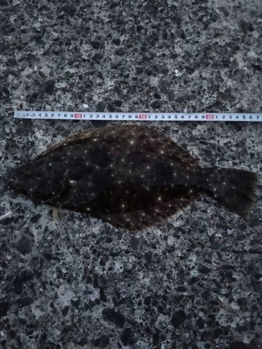 ヒラメの釣果